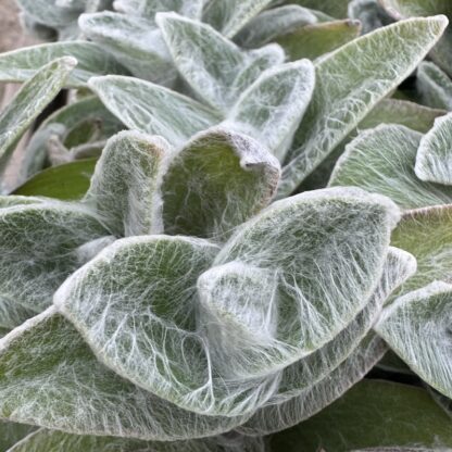 Tradescantia sillamontana