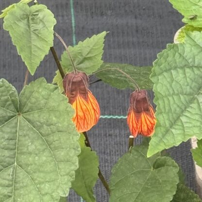 Abutilon 'Red Vein'