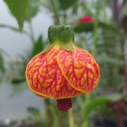 Abutilon ' Red Vein' in flower at Big Plant Nursery