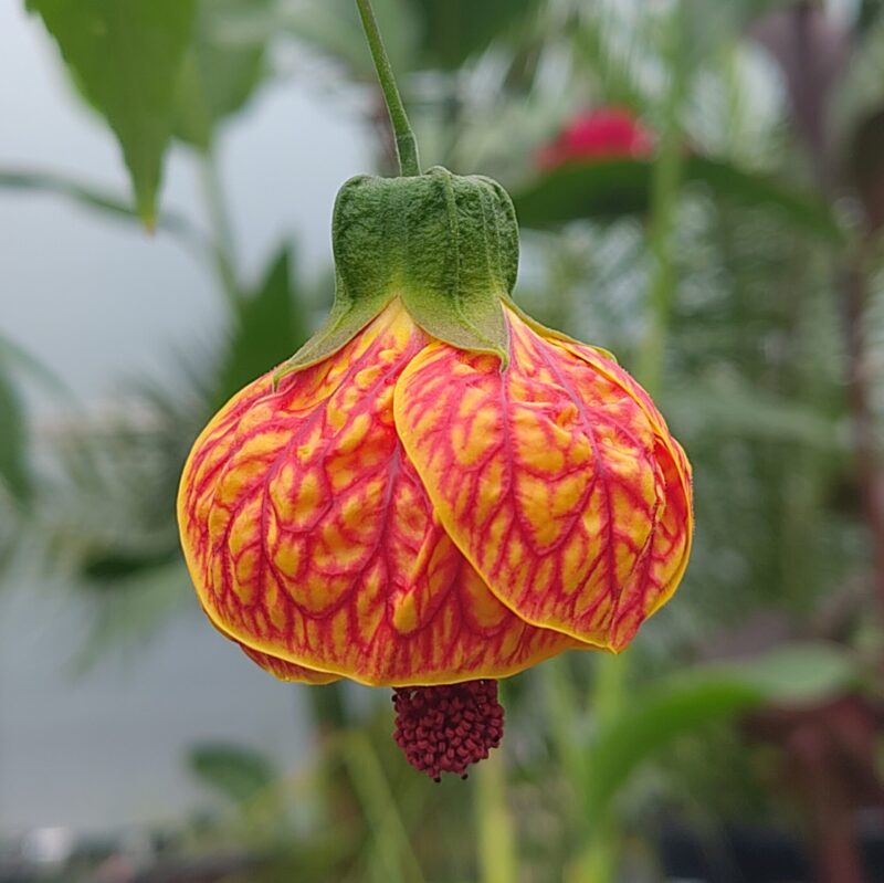 Abutilon ' Red Vein' in flower at Big Plant Nursery