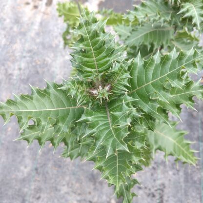 Acanthus sennii