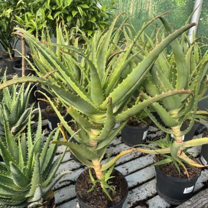 Aloe arborescens