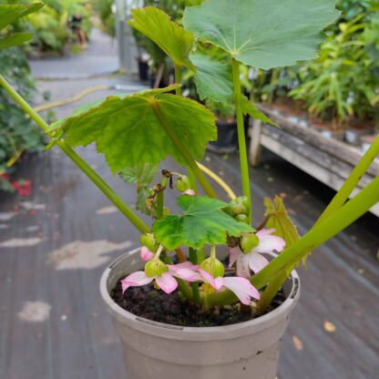 Begonia emeiensis in 2 litre pot