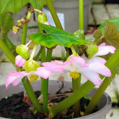 Begonia emeiensis in flower