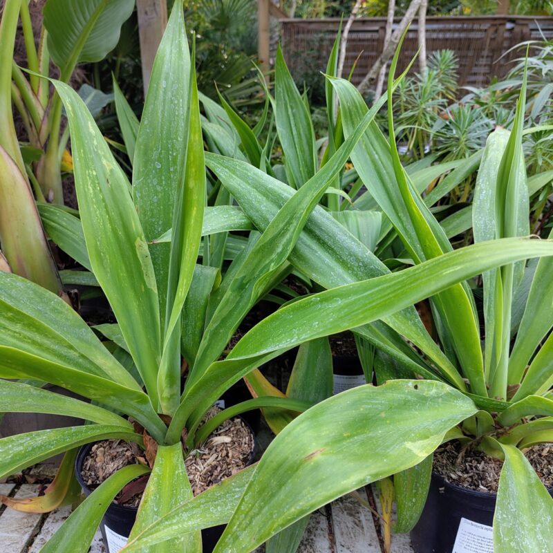 Beschorneria septentrionalis plants