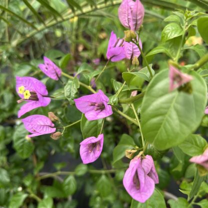 Bougainvillea 'Violet de meze'