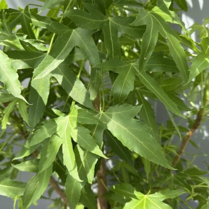 Cussonia natalensis