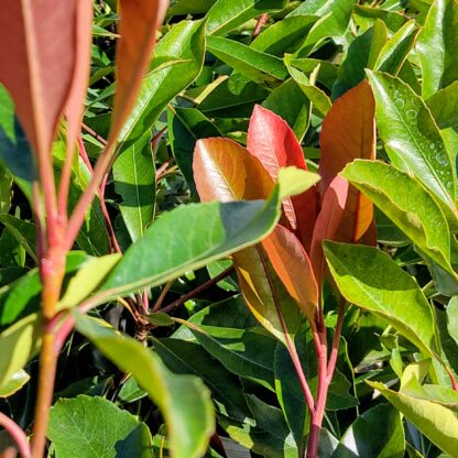 Eriobotrya Coppertone new leaves in a lovely copper colour