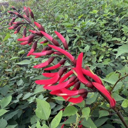 Erythrina x 'Amelie Jeckert'