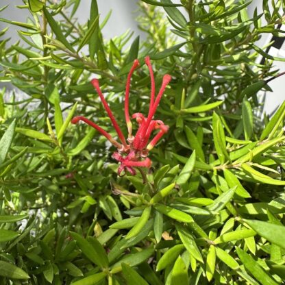 Grevillea juniperina 'New Blood'