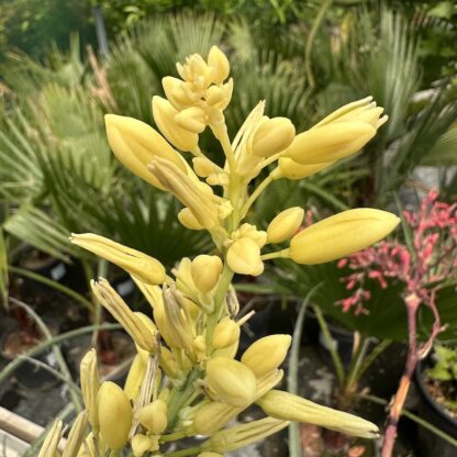 Hesperaloe parviflora 'Yellow Sun'