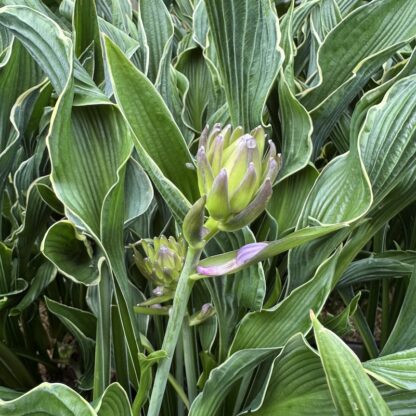 Hosta 'Praying Hands'