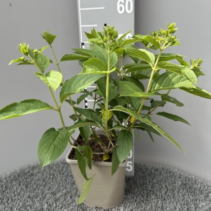Hydrangea paniculata 'Skyfall'