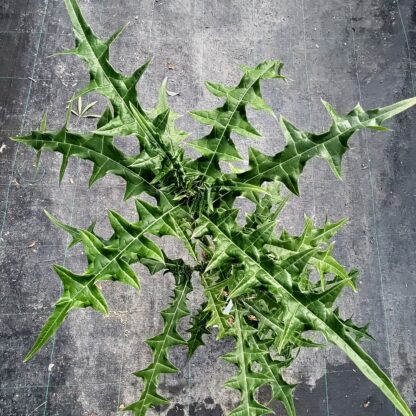 acanthus emenins