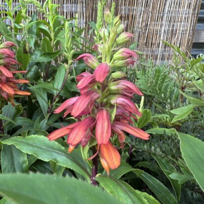 Isoplexis canariensis 'Bella'