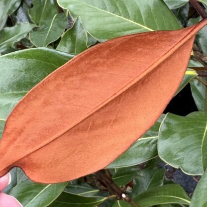 Magnolia grandiflora 'Kay Parris'