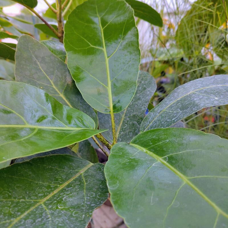 Mertya sinclairii - large glossy and waxy dark green leaves