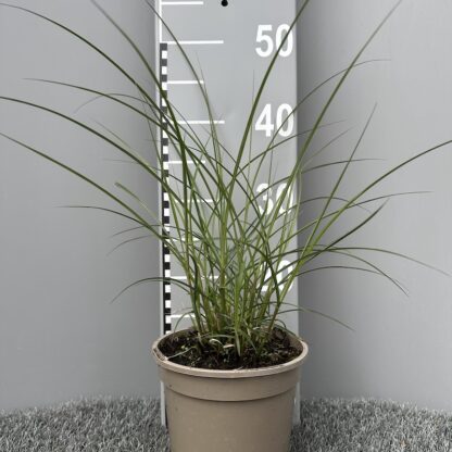 Miscanthus sinensis 'Red Cloud'