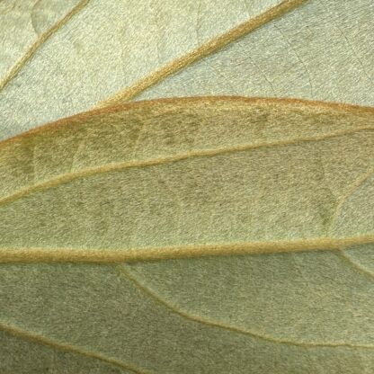 Neolitsea sericea