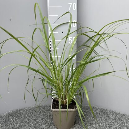 Pennisetum alopecuroides 'Black Beauty'