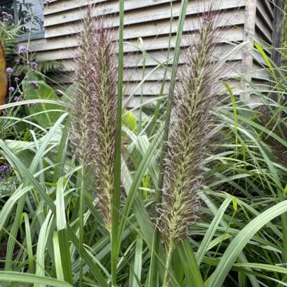 Pennisetum alopecuroides 'Black Beauty'