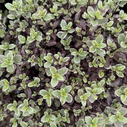 Pittosporum tenuifolium 'Bannow Bay'