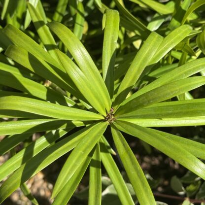 Podocarpus latifolius