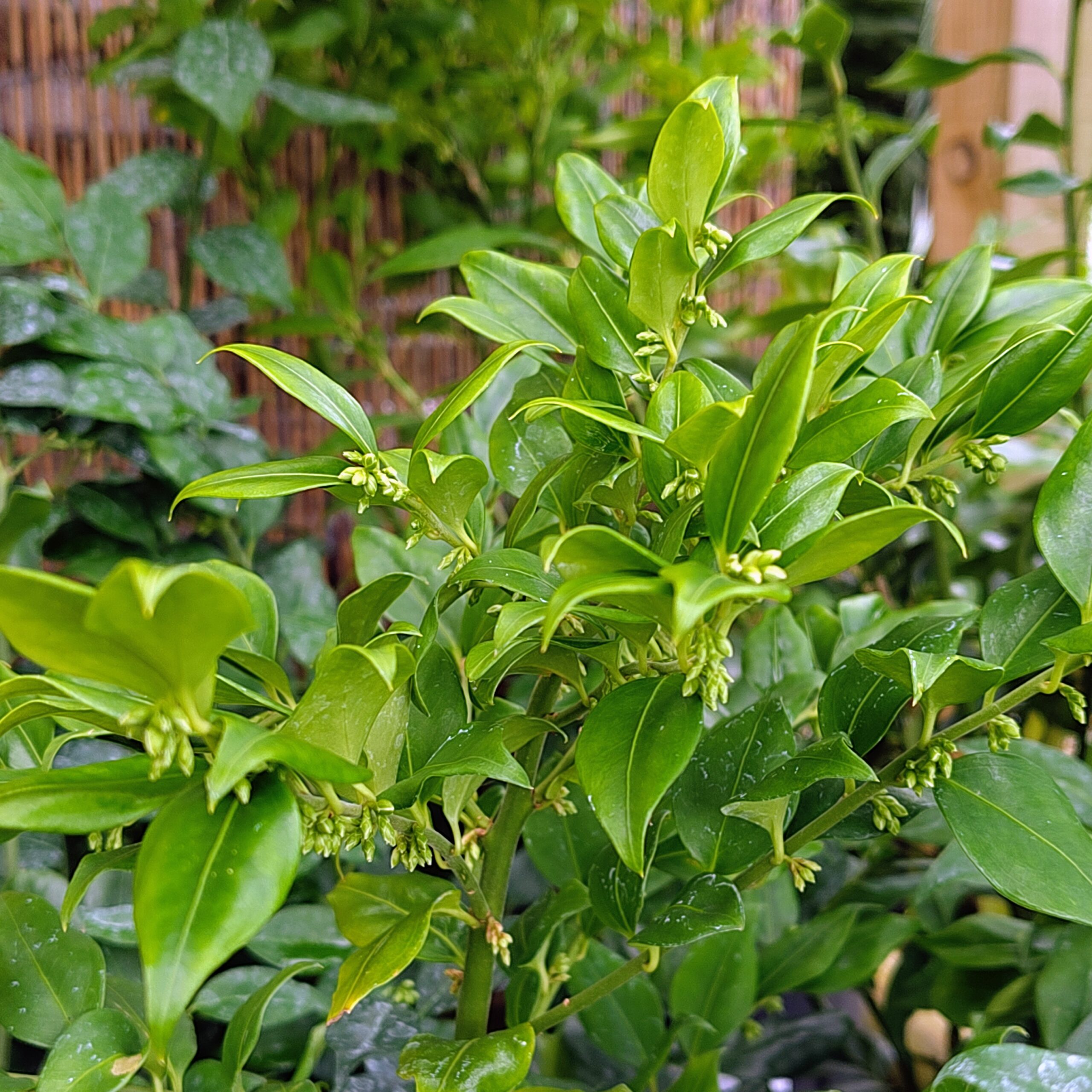 Sarcococca ruscifolia