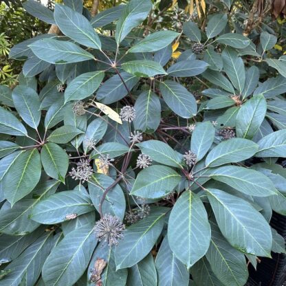 Schefflera alpinia
