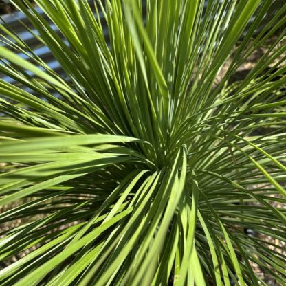 Yucca linearis