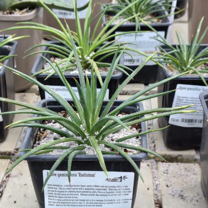 A row of Agave geminiflora 'Rastaman'