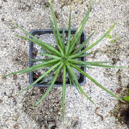 Agave geminiflora 'Rastaman'