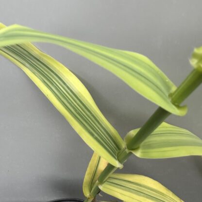 Arundo donax var. versicolor 'Aureovariegata'