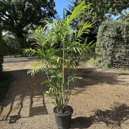 Chamaedorea seifrizii