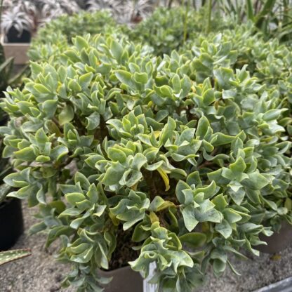 Crassula arborescent 'Curly Grey'
