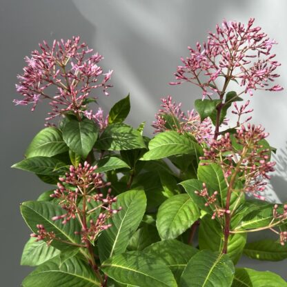 Fuchsia paniculata