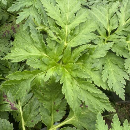 Geranium palmatum