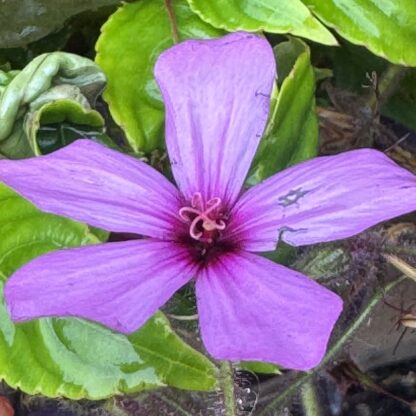 Geranium palmatum - Image 2