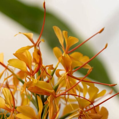 Hedychium 'Jackie'