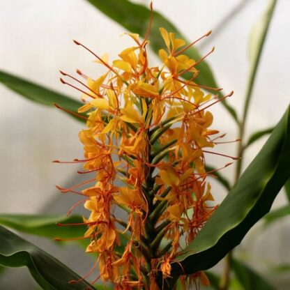Hedychium 'Jackie' - Image 2