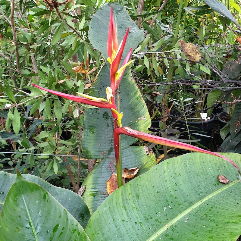 Heleconia scheideana