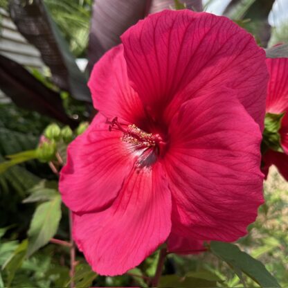 Hibiscus Moscheutos Planet Grotte Flower