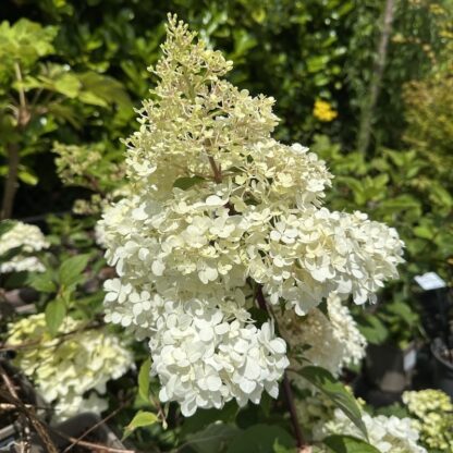 Hydrangea paniculata 'Vanilla Fraise'