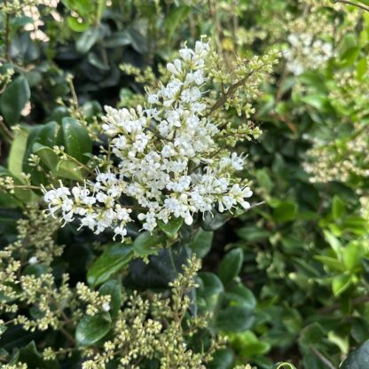 Ligustrum Japonicum Texanum