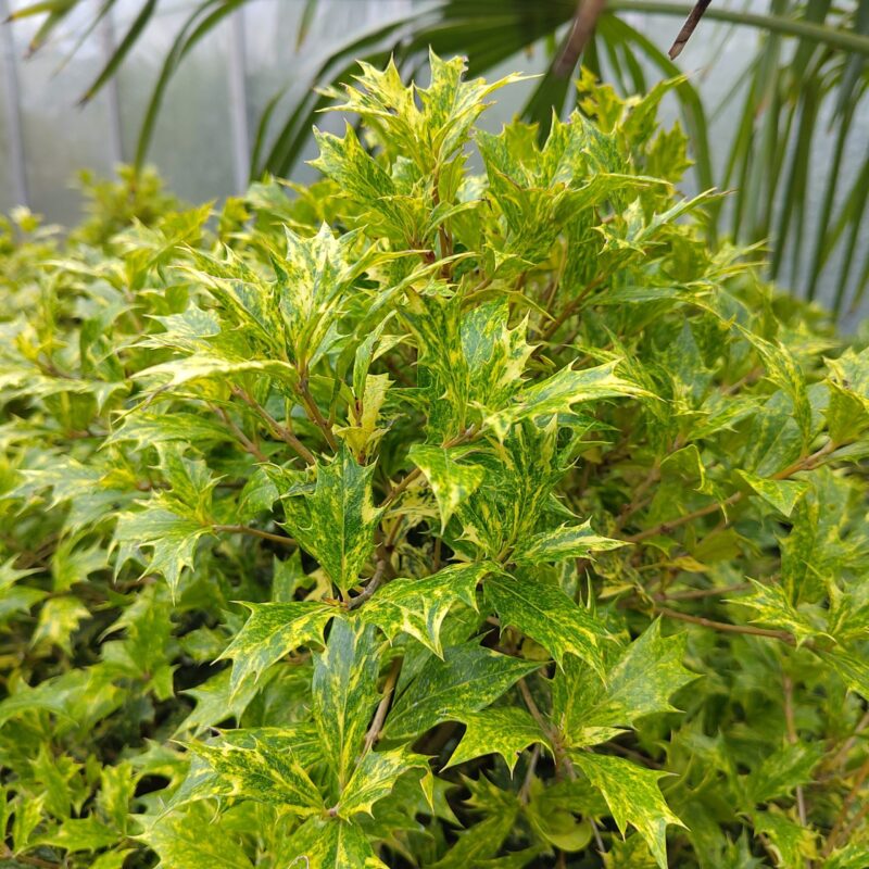 Osmanthus heterophyllus ‘Tricolor’