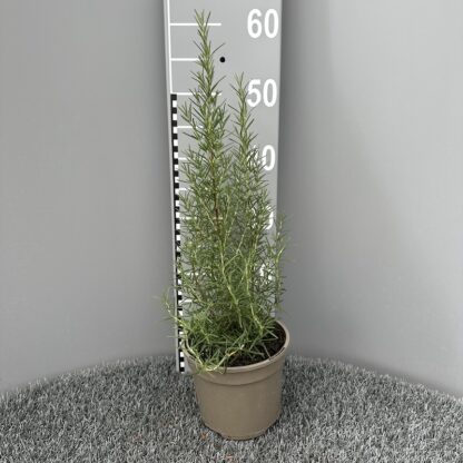 Rosmarinus officinalis 'Miss Jessops Upright'