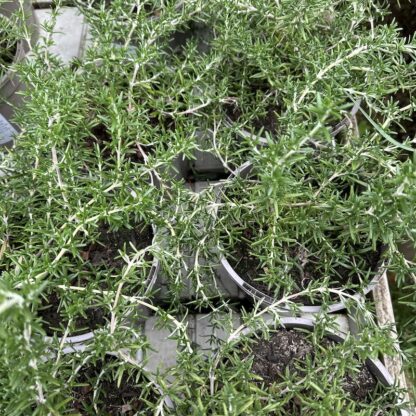 Rosmarinus Officinalis 'Prostratus'