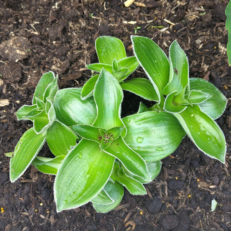 Tradescantia crassifolia ssp. acaulis at Big Plant Nursery in West Sussex