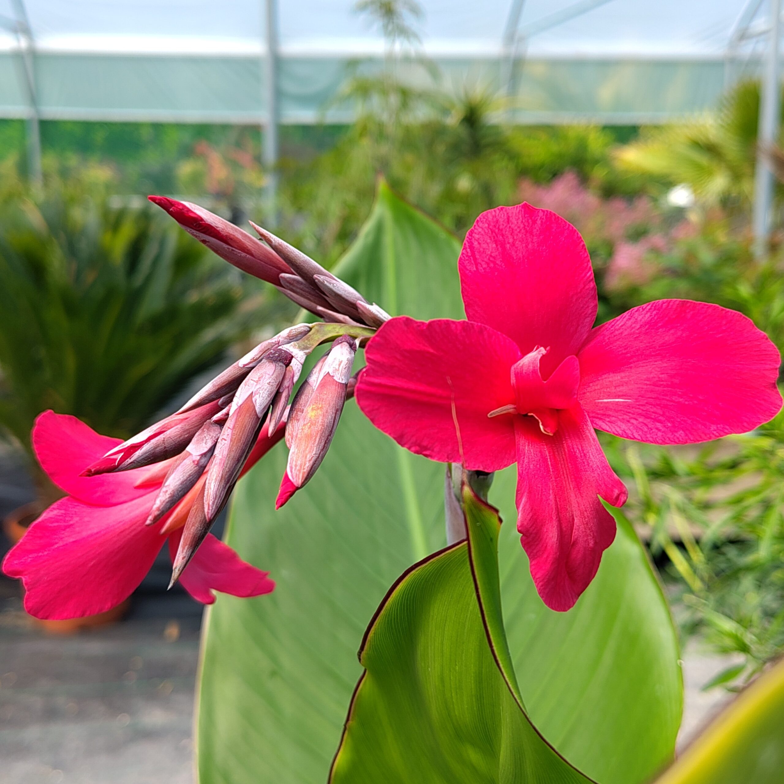 canna iridiflora