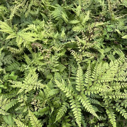 Athyrium otophorum variety okanum